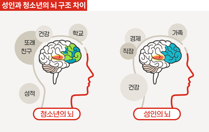 성인과 청소년의 뇌 구조 차이